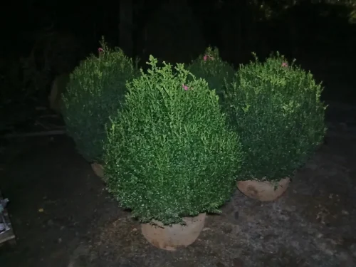 Boxwoods-For-Sale-Knoxville-TN-at-delivery-9-9-26-6