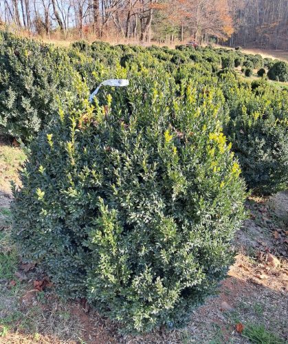 Boxwoods-For-Sale-Lexington-KY-Buxus-Sempervirens-Are-The-Best15