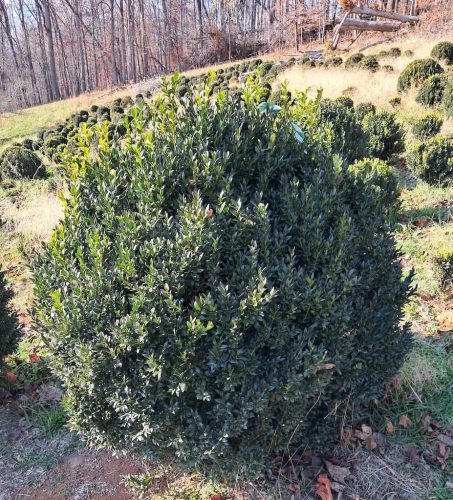 Boxwoods-For-Sale-Lexington-KY-Buxus-Sempervirens-Are-The-Best16