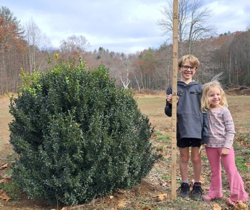 Boxwoods-For-Sale-Lexington-KY-Buxus-Sempervirens-Are-The-Best17