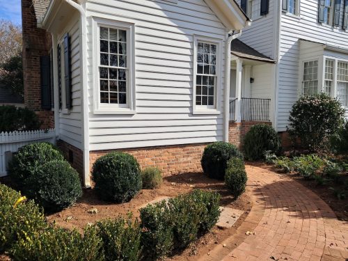 Boxwoods-For-Sale-Nashville-TN- -Big-Buxus-Sempervirens-1