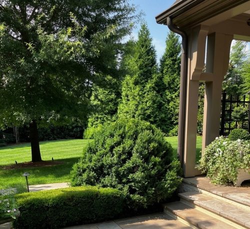 Boxwoods-for-Sale-Atlanta-GA-9-20-26-At-the-House-1