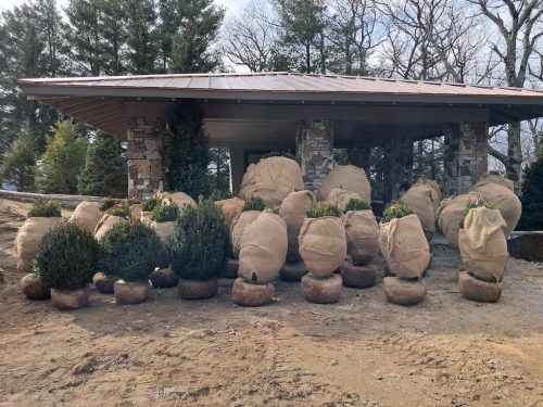 Boxwoods-for-Sale-Nashville-TN- -Buxus-Sempervirens-for-Sale-1