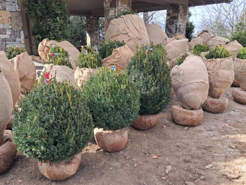 Boxwoods-for-Sale-Nashville-TN- -Buxus-Sempervirens-for-Sale-2 (1)