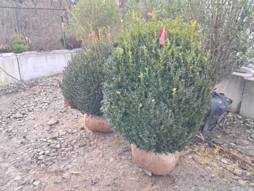 Boxwoods-for-Sale-Nashville-TN- -Buxus-Sempervirens-for-Sale-3