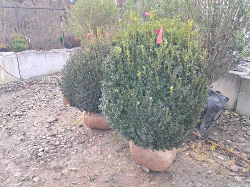 Boxwoods-for-Sale-Nashville-TN- -Buxus-Sempervirens-for-Sale-3 (1)