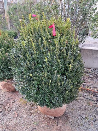 Boxwoods-for-Sale-Nashville-TN- -Buxus-Sempervirens-for-Sale-4