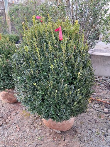 Boxwoods-for-Sale-Nashville-TN- -Buxus-Sempervirens-for-Sale-4 (1)