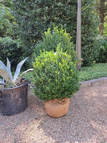 boxwoods-for-sale-north-carolina-at-delivery-gallery-1