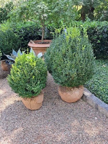 boxwoods-for-sale-north-carolina-at-delivery-gallery-2