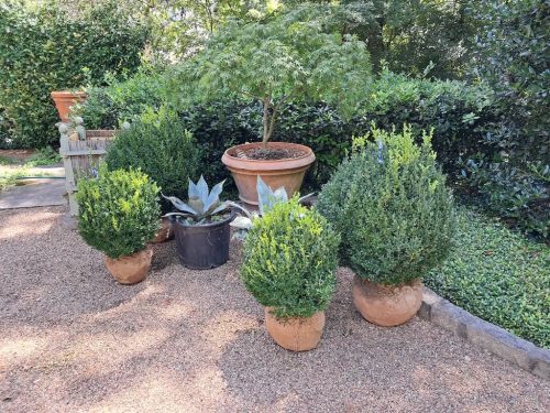 boxwoods-for-sale-north-carolina-at-delivery-gallery-3